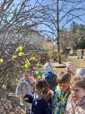 Dzieci oglądają kwitnący krzak w ogrodzie przedszkolnym.