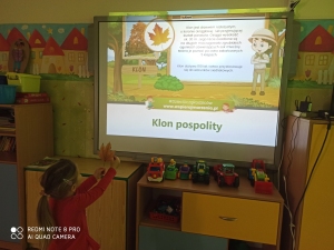Dziewczynka porównuje liść klonu z obrazkiem na prezentacji.